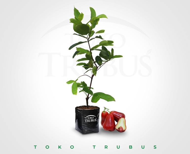 Bibit Jambu Air Citra