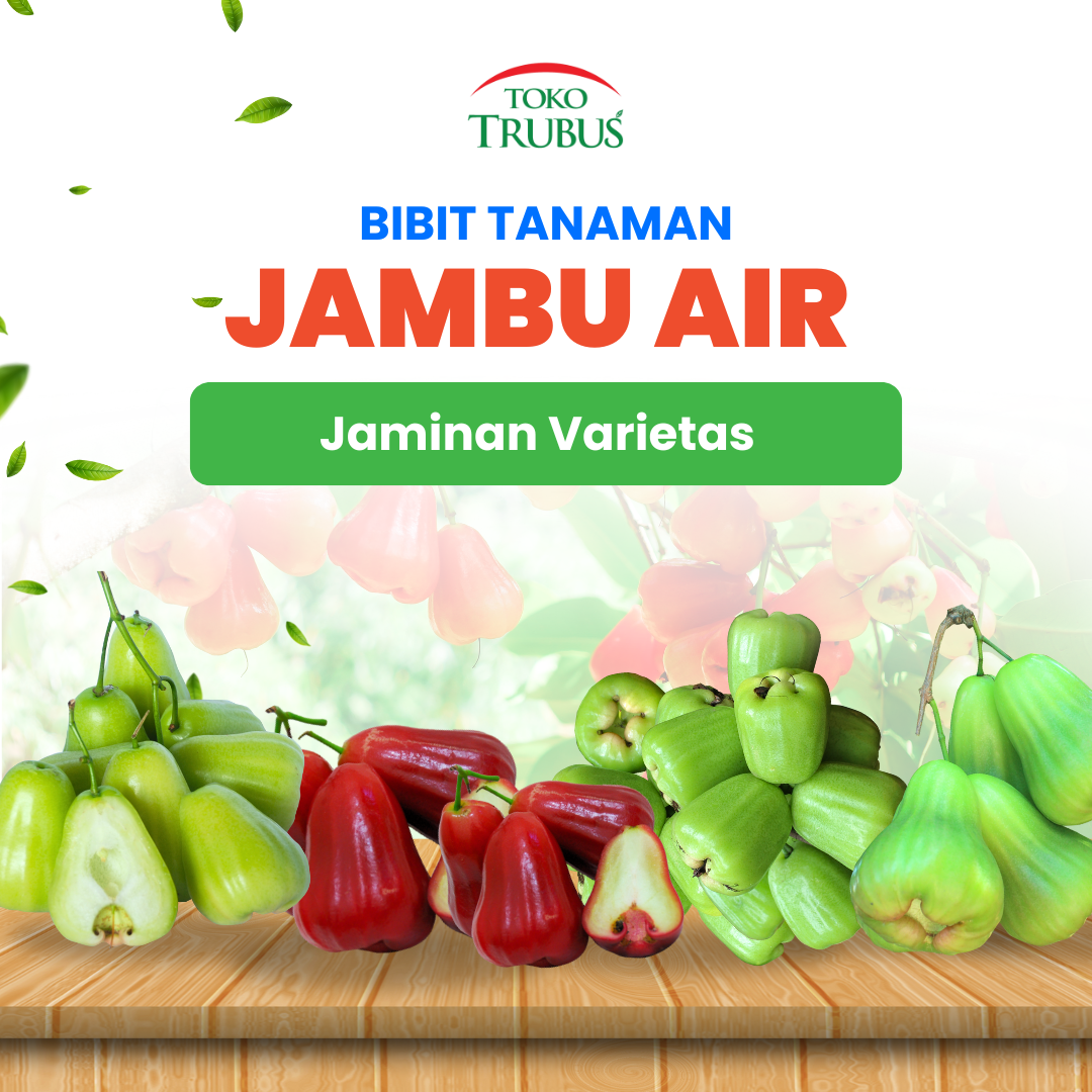 Bibit Jambu Air Madu Deli
