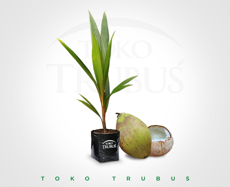 Bibit kelapa 99% Kopyor Kultur Jaringan