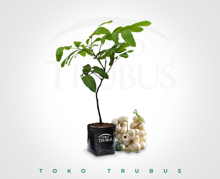 BIBIT KELENGKENG MATALADA