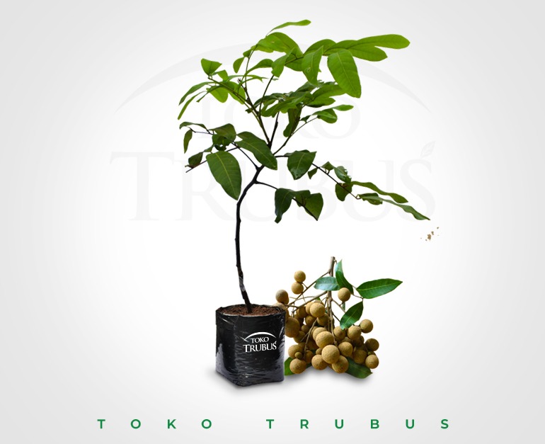 Bibit Kelengkeng New Kristal