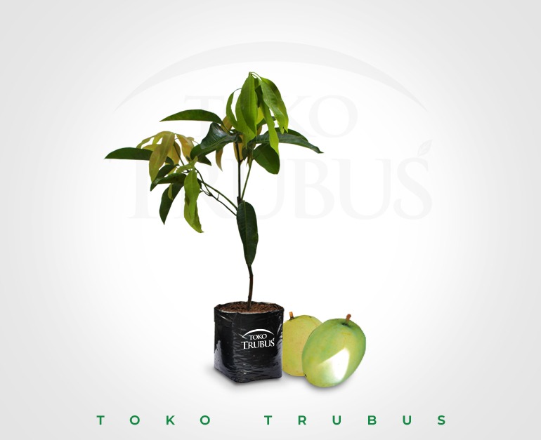 Bibit Mangga Gedong Gincu