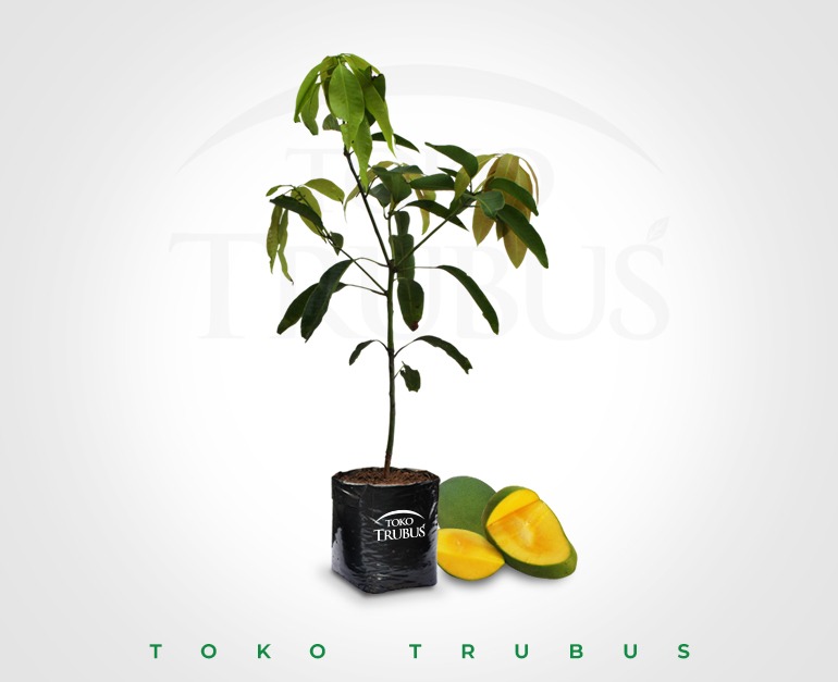 Bibit Mangga Harumanis