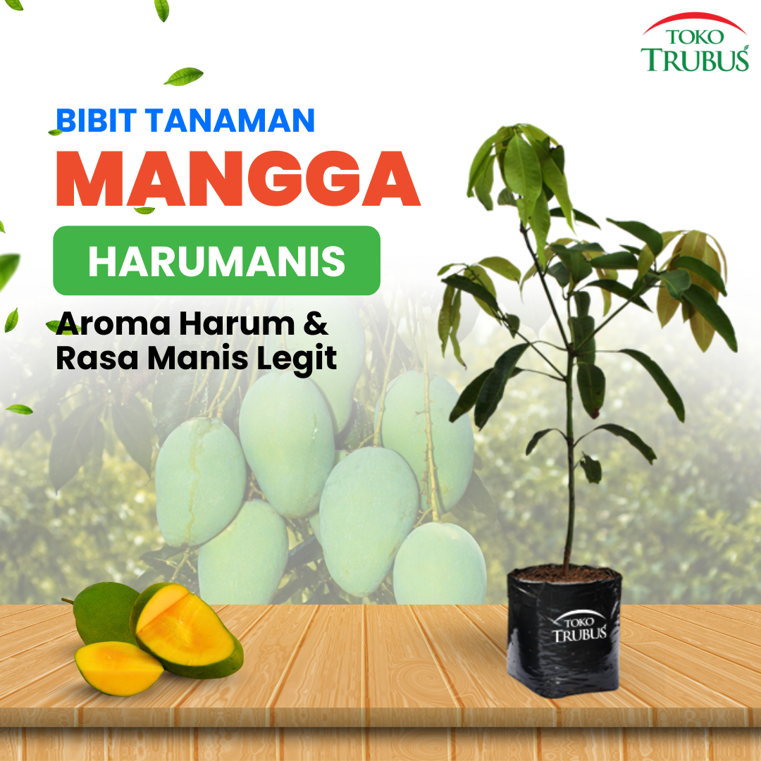 Bibit Mangga Harumanis