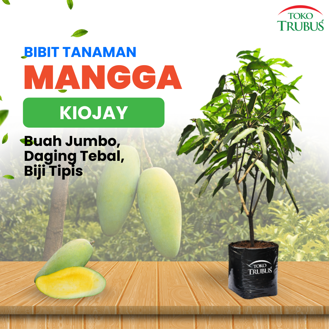 Bibit Mangga Kiojay