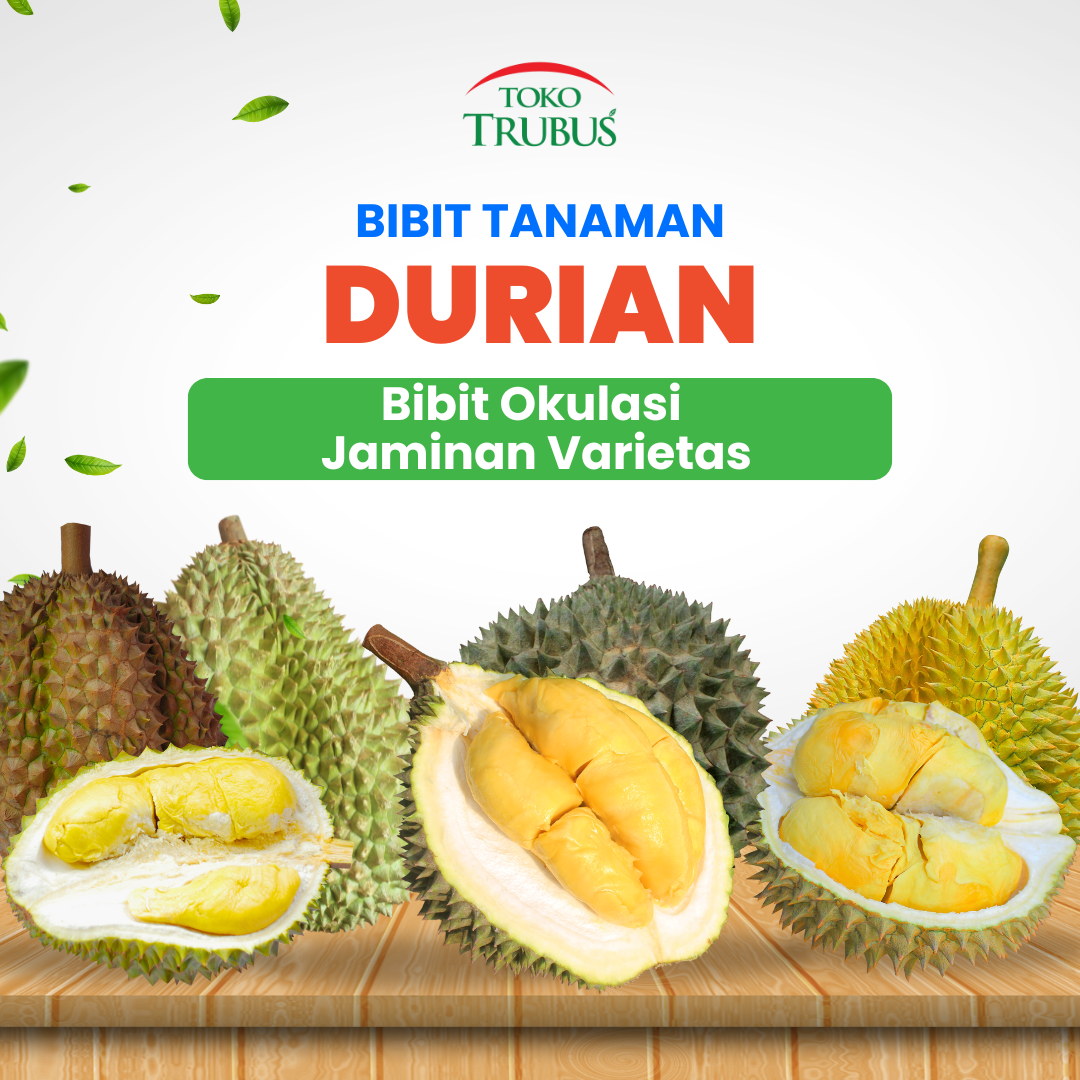 TRUBUS - TANAMAN DURIAN DURI HITAM