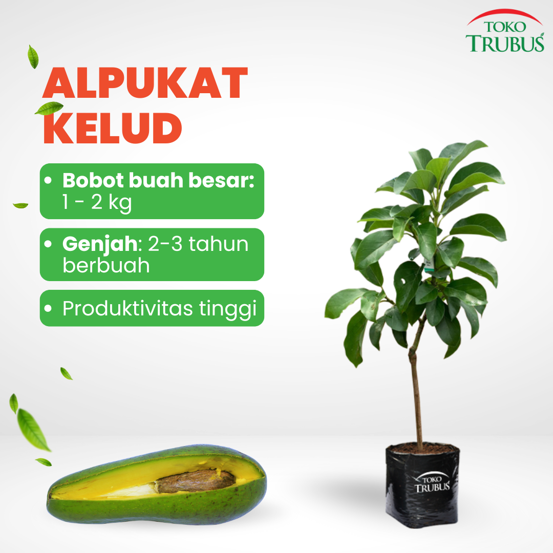 Alpukat Kelud