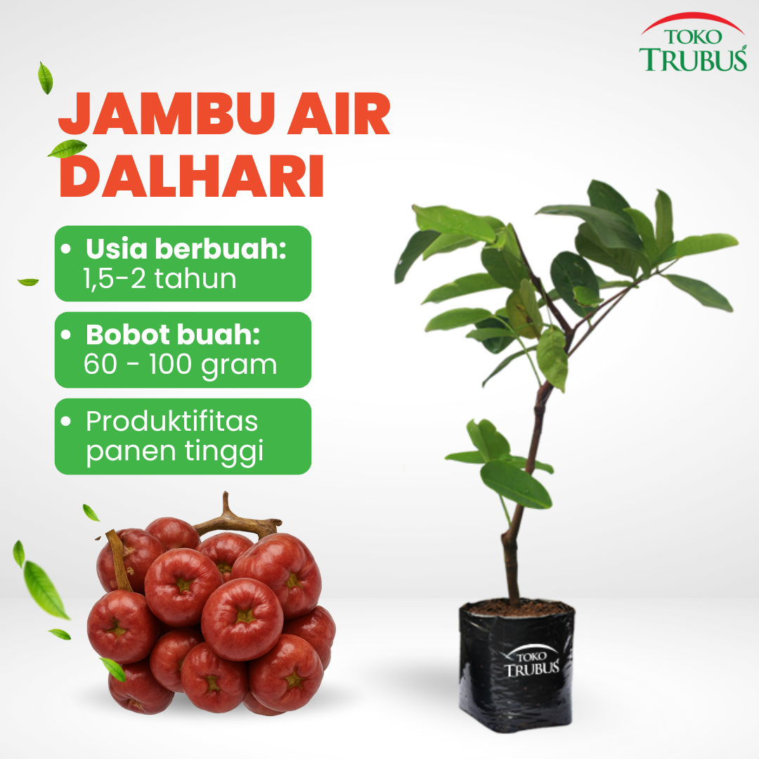 Jambu Air Dalhari