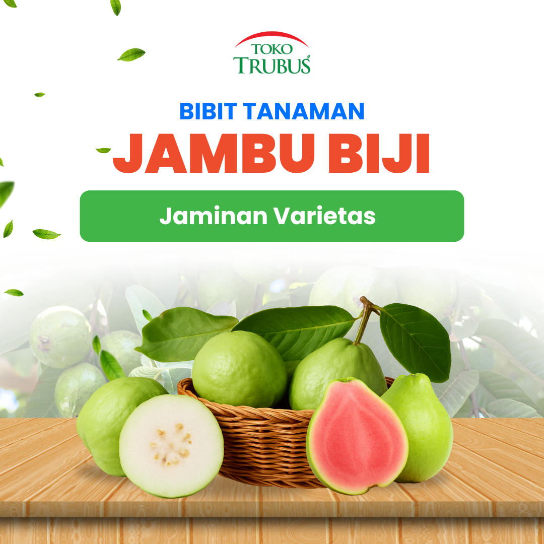 Jambu Biji Kristal