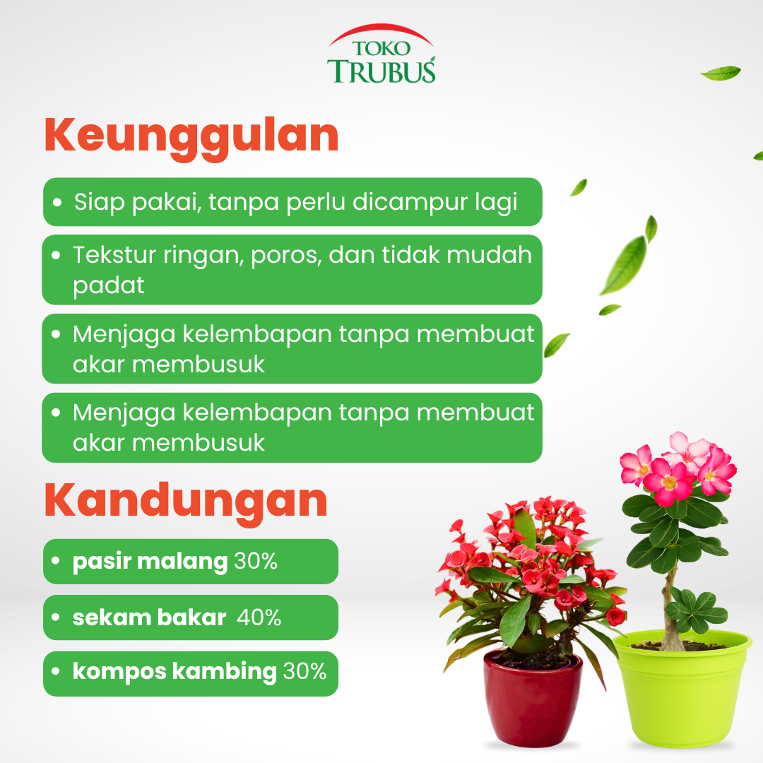 TRUBUS - MEDIA ADENIUM & EUPHORBIA