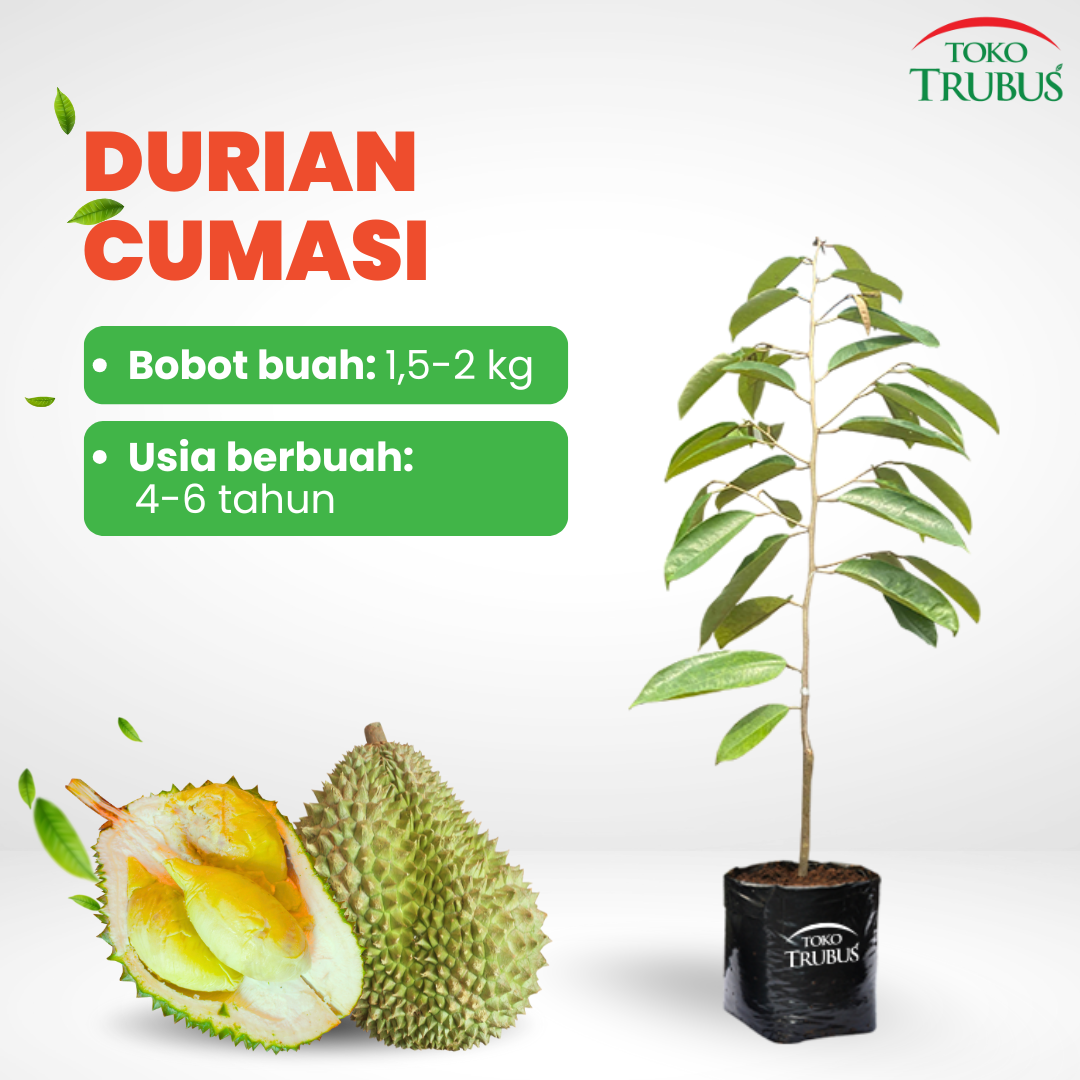 TRUBUS - TANAMAN DURIAN CUMASI