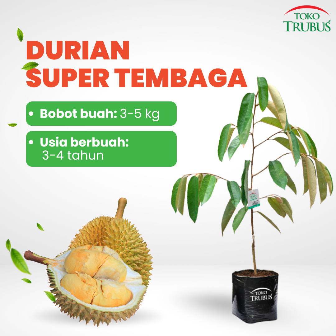 TRUBUS - TANAMAN DURIAN SUPER TEMBAGA